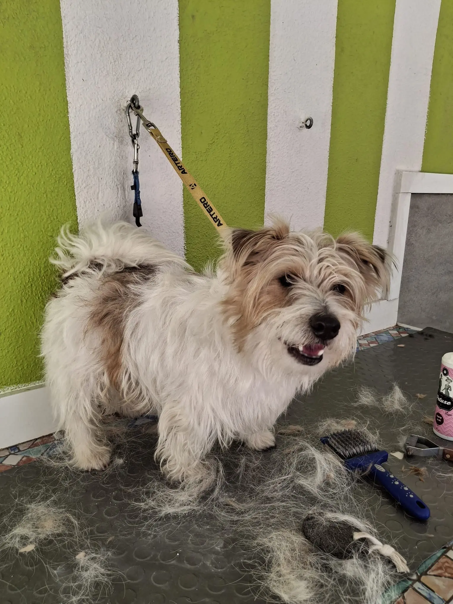 corte-dogo-la-orotava-tenerife