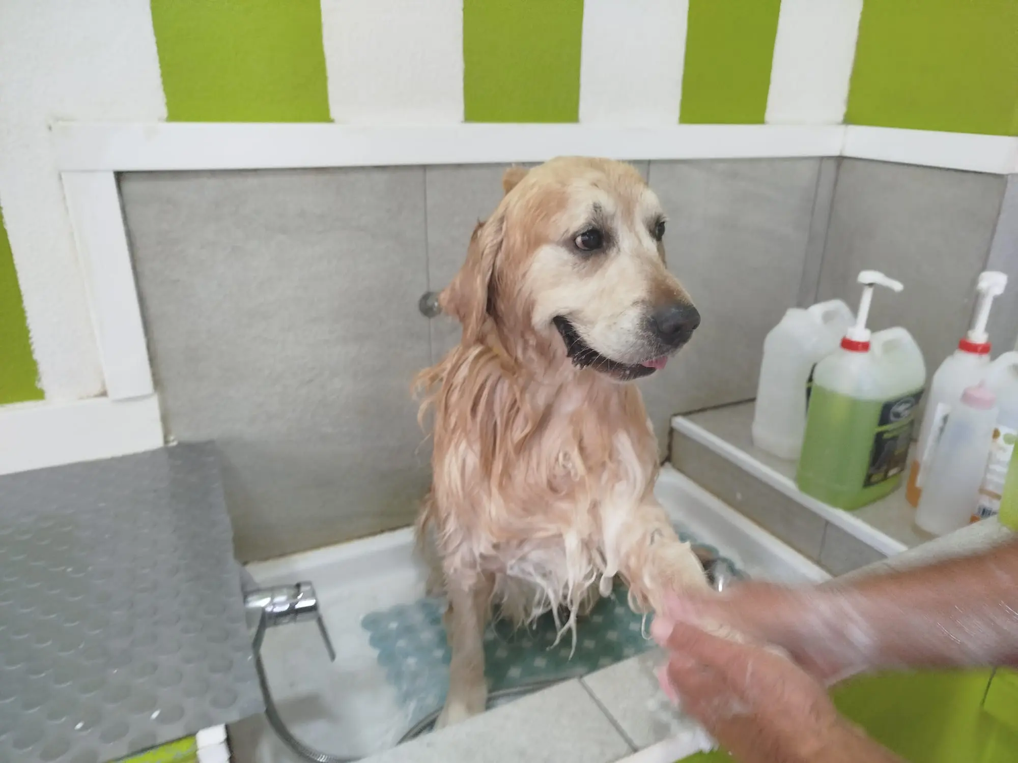 bano-perro-golden-retriever-la-orotava-tenerife